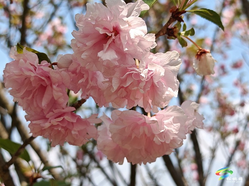 走！去黃板賞櫻花邂逅一場(chǎng)浪漫
