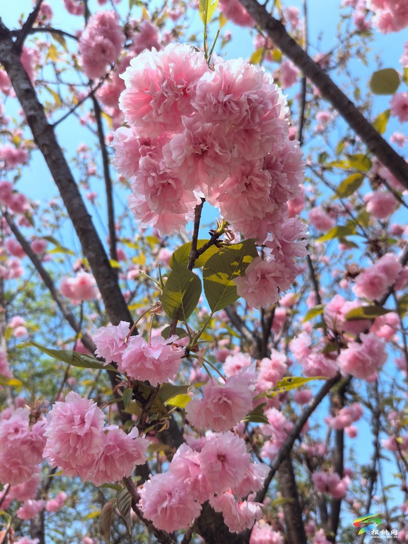 走！去黃板賞櫻花邂逅一場(chǎng)浪漫
