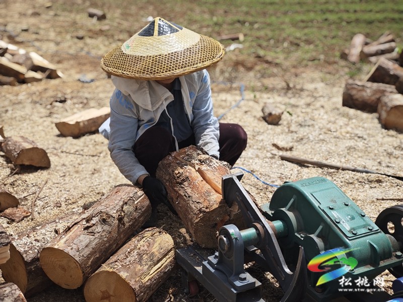 木樹鎮(zhèn)：茯苓產(chǎn)業(yè)種植忙
