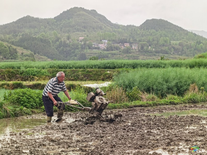 木樹鎮(zhèn)：“谷雨”時節(jié)田間地頭春耕忙