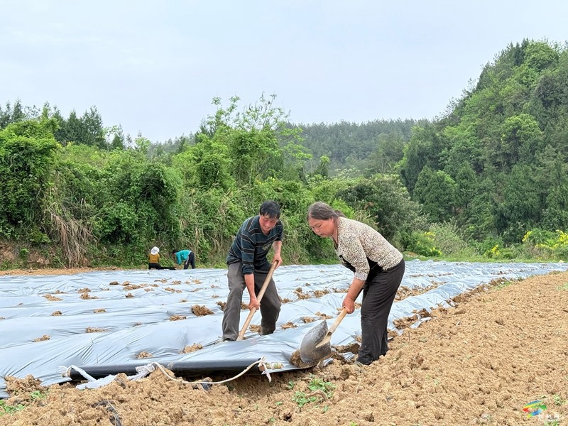 木樹鎮(zhèn)：“谷雨”時節(jié)田間地頭春耕忙