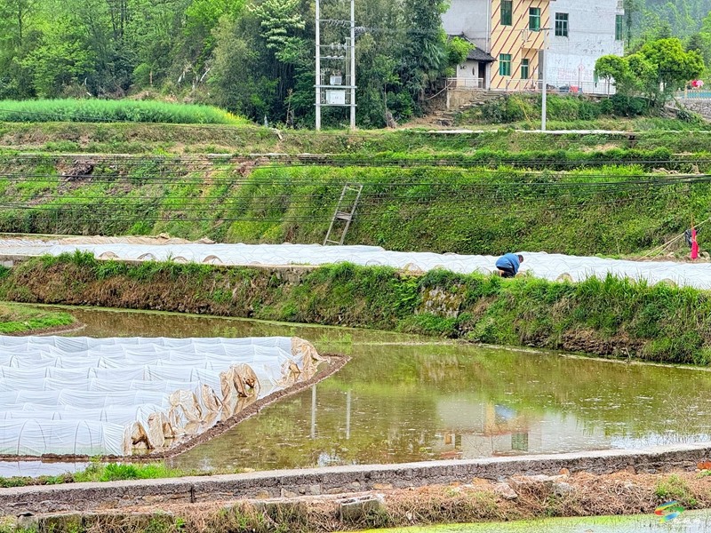 木樹鎮(zhèn)：“谷雨”時節(jié)田間地頭春耕忙