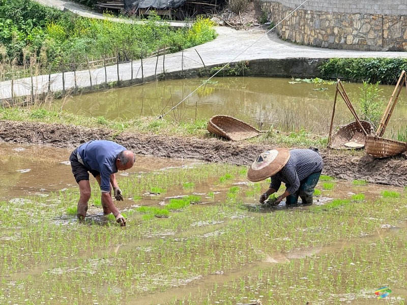 木樹鎮(zhèn)：“谷雨”時節(jié)田間地頭春耕忙