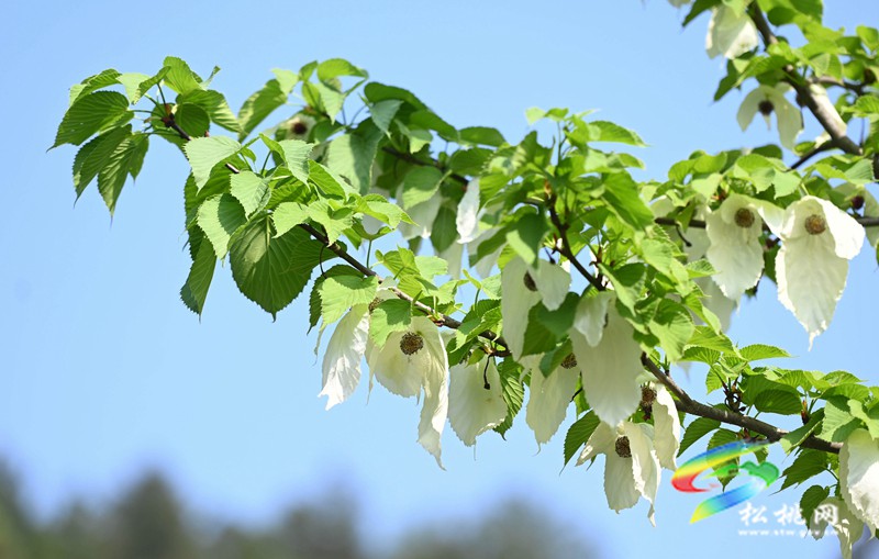 松桃：又見鴿子花開