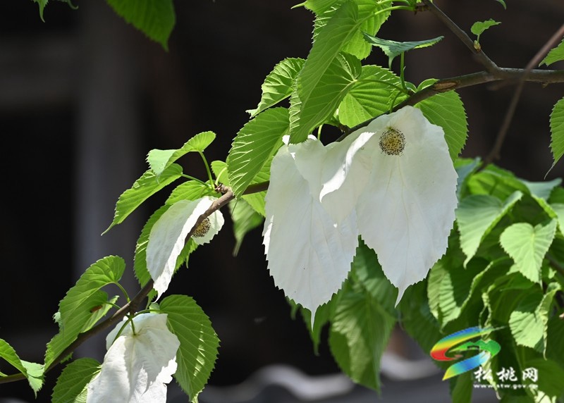 松桃：又見鴿子花開