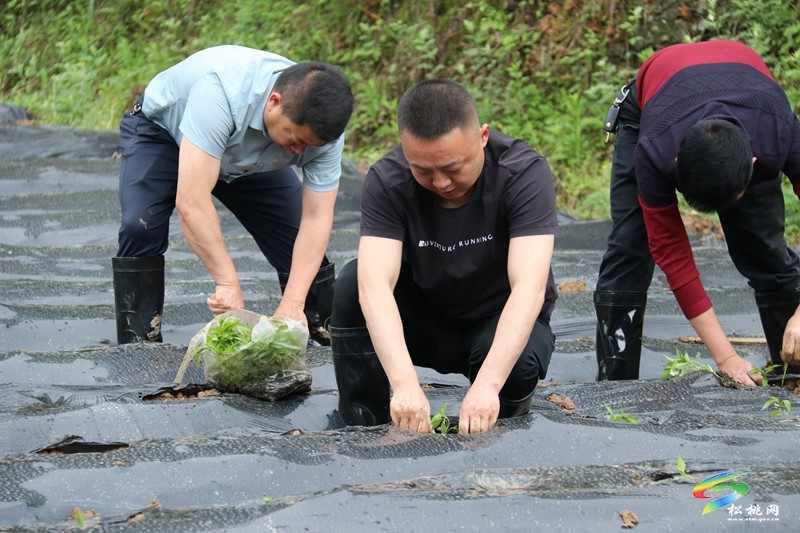 甘龍鎮(zhèn):志愿服務(wù)進(jìn)田間 辣椒生產(chǎn)展風(fēng)采