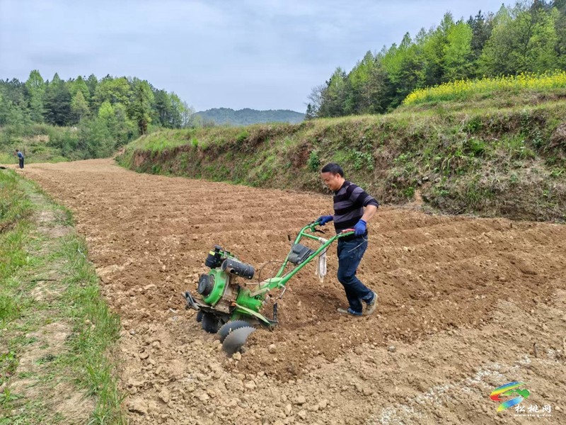 迓駕鎮(zhèn)千畝訂單托底  小辣椒變身“致富密碼”