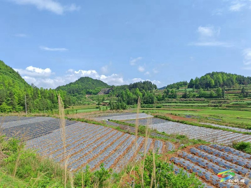 迓駕鎮(zhèn)千畝訂單托底  小辣椒變身“致富密碼”