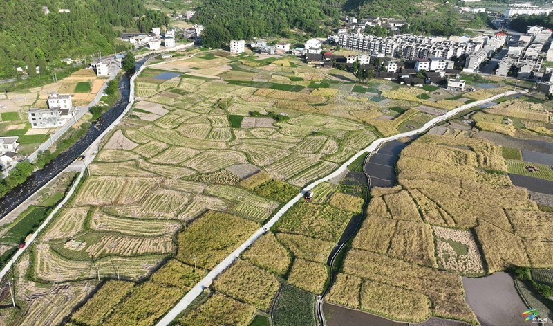 松桃：14.24萬畝油菜迎采收  農(nóng)機(jī)助力顆粒歸倉