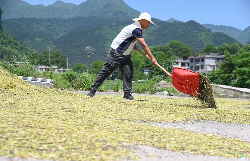 松桃：14.24萬畝油菜迎采收  農(nóng)機(jī)助力顆粒歸倉