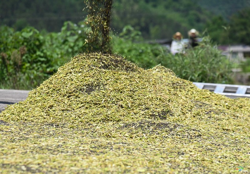 松桃：14.24萬畝油菜迎采收  農(nóng)機(jī)助力顆粒歸倉