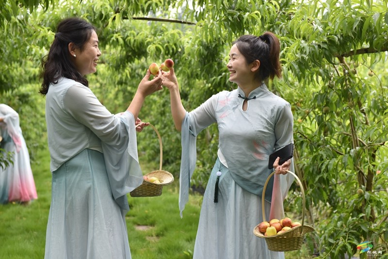 松桃妙隘鄉(xiāng)：油桃搶“鮮”上市