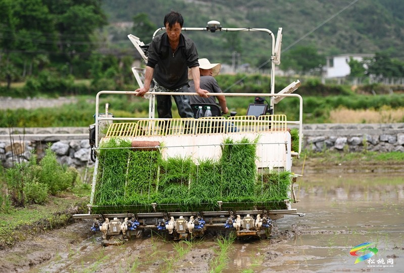 松桃：26.5萬畝水稻移栽全面鋪開