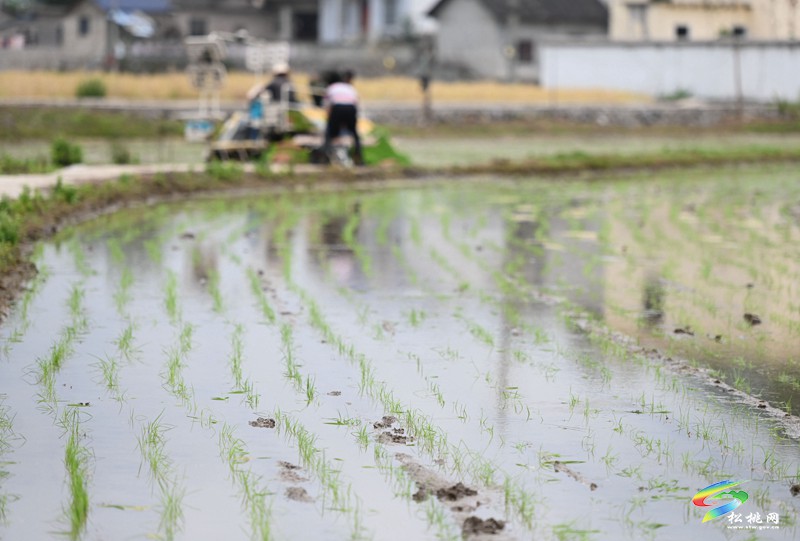 松桃：26.5萬畝水稻移栽全面鋪開