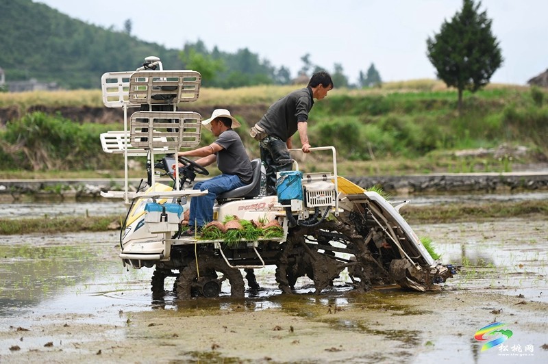 松桃：26.5萬畝水稻移栽全面鋪開