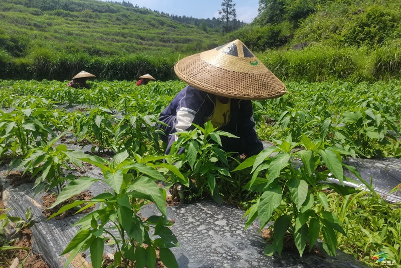 迓駕鎮(zhèn)：精細管護辣椒田，奏響豐收前奏曲