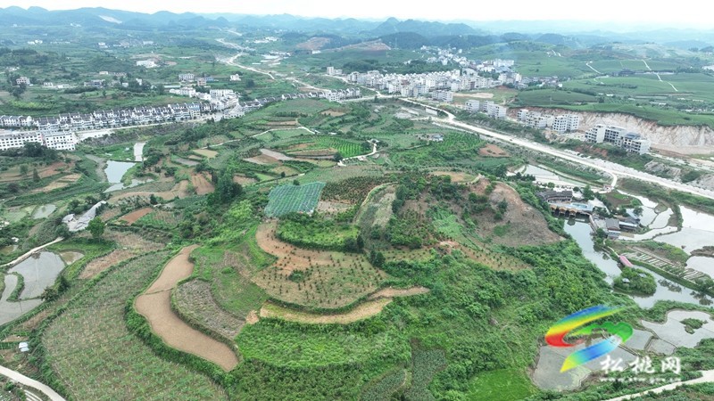 正大鎮(zhèn)正光村：藍(lán)莓園采摘熱  產(chǎn)業(yè)升級正當(dāng)時
