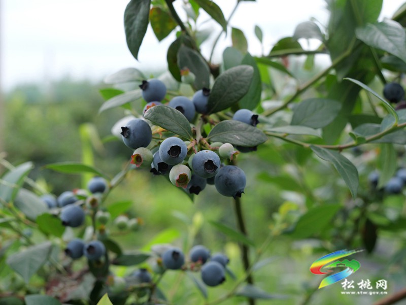 正大鎮(zhèn)正光村：藍(lán)莓園采摘熱  產(chǎn)業(yè)升級正當(dāng)時