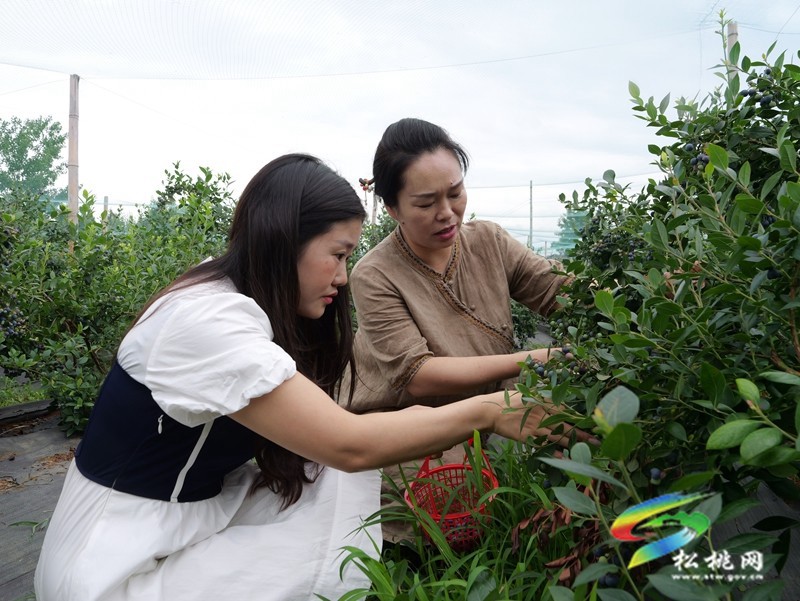 正大鎮(zhèn)正光村：藍(lán)莓園采摘熱  產(chǎn)業(yè)升級正當(dāng)時