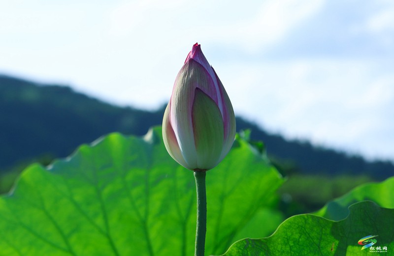 長(zhǎng)興堡鎮(zhèn):荷風(fēng)翻碧浪 詩(shī)意滿燈陽(yáng)