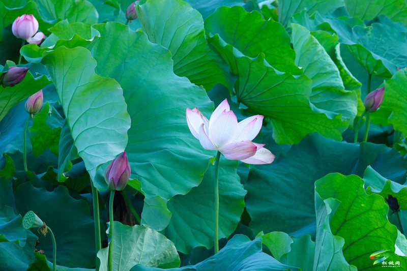 長(zhǎng)興堡鎮(zhèn):荷風(fēng)翻碧浪 詩(shī)意滿燈陽(yáng)