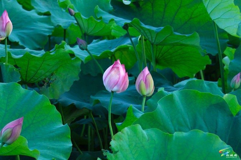 長(zhǎng)興堡鎮(zhèn):荷風(fēng)翻碧浪 詩(shī)意滿燈陽(yáng)