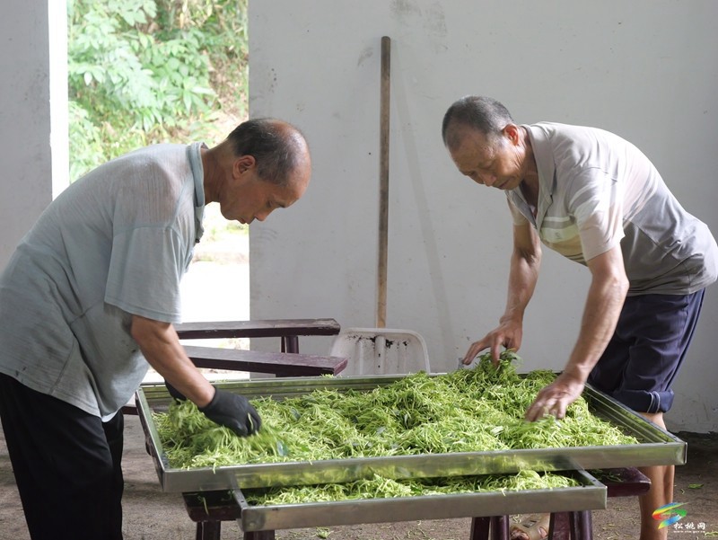 甘龍鎮(zhèn)2000畝山銀花采出“金銀”來(lái)