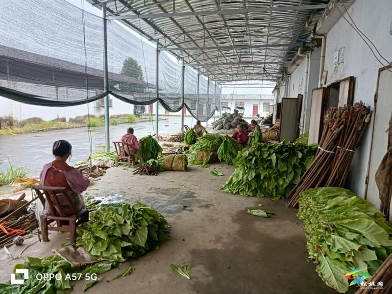 普覺鎮(zhèn)烤煙采摘季 煙農(nóng)“烘烤”忙