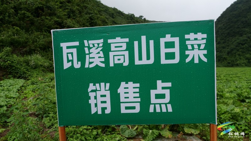 松桃瓦溪鄉(xiāng)：群山秘境育高山白菜