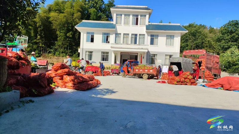 普覺鎮(zhèn)：鮮食玉米喜豐收 鄉(xiāng)村振興增新景