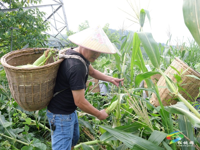 千畝“金穗穗”滿倉 大路鎮(zhèn)鮮食玉米采收正酣