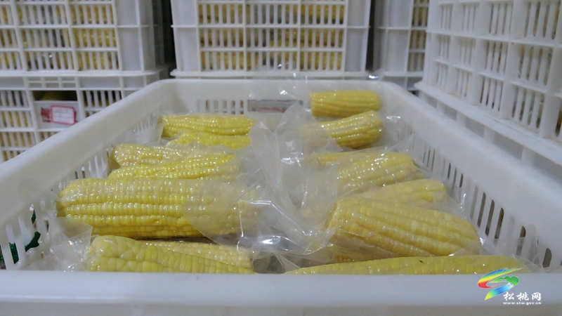 縣強(qiáng)村富民公司鮮食玉米加工廠:產(chǎn)業(yè)引擎驅(qū)動(dòng)?富民增收見(jiàn)效