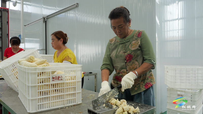 縣強(qiáng)村富民公司鮮食玉米加工廠:產(chǎn)業(yè)引擎驅(qū)動(dòng)?富民增收見(jiàn)效