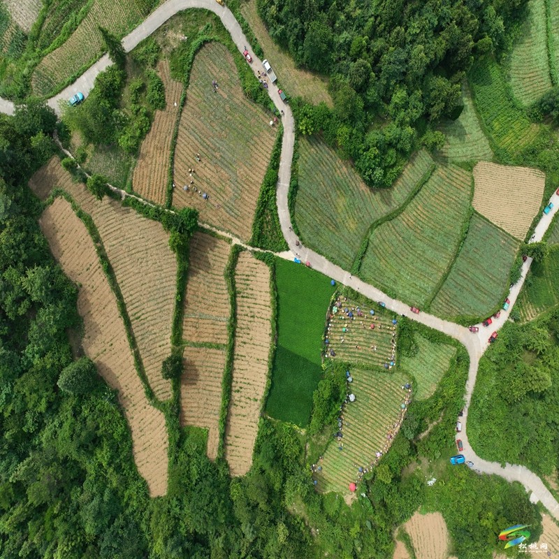 孟溪鎮(zhèn):太子參迎來采收季