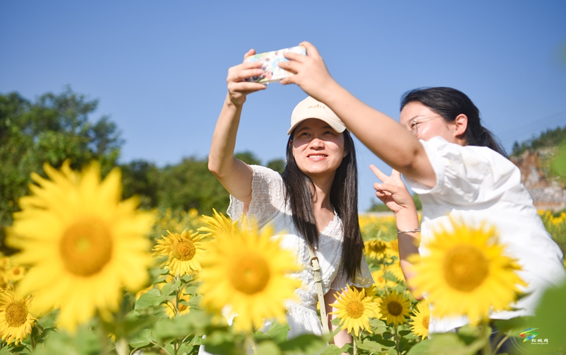 松桃：油葵花開引客來