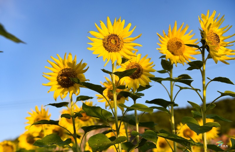 松桃：油葵花開引客來