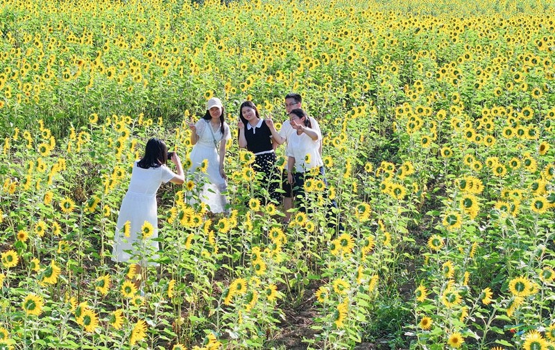 松桃：油葵花開引客來