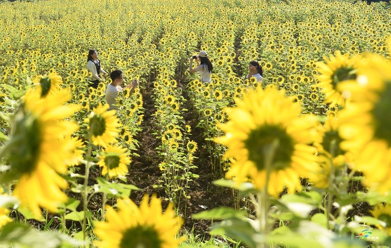 松桃：油葵花開引客來
