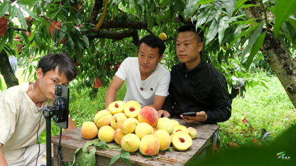 盤信鎮(zhèn)樓臺村：400畝黃桃產(chǎn)銷兩旺映豐收