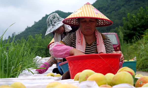 盤信鎮(zhèn)樓臺村：400畝黃桃產(chǎn)銷兩旺映豐收