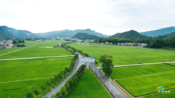 烏羅鎮(zhèn)：田疇沃野展新姿? 萬畝機械新“稻”路