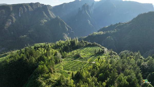 從藤茶香到鱘魚躍——松桃冷水溪鎮(zhèn)交出“兩山”答卷