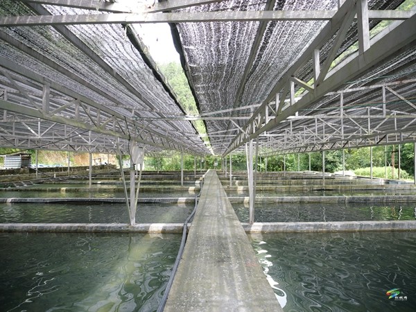 從藤茶香到鱘魚躍——松桃冷水溪鎮(zhèn)交出“兩山”答卷