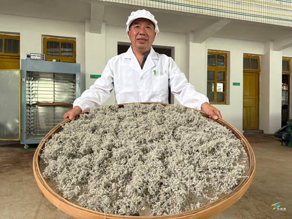 從藤茶香到鱘魚躍——松桃冷水溪鎮(zhèn)交出“兩山”答卷