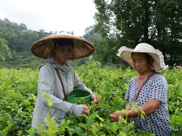 從藤茶香到鱘魚躍——松桃冷水溪鎮(zhèn)交出“兩山”答卷