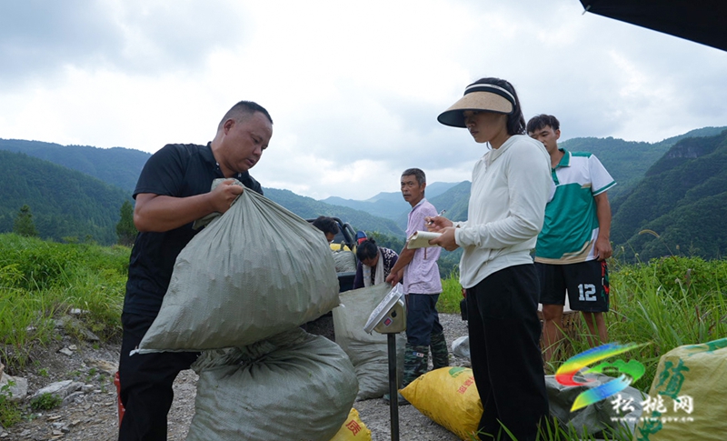 松桃冷水溪鎮(zhèn):“椒”紅“蛙”躍    解碼生態(tài)振興鄉(xiāng)土答案