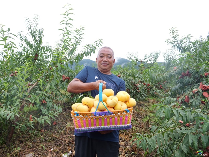 烏羅鎮(zhèn)：蟠桃飄香引客來?直播助農(nóng)促增收