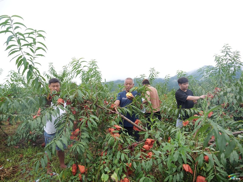 烏羅鎮(zhèn)：蟠桃飄香引客來?直播助農(nóng)促增收