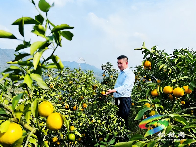 妙隘鄉(xiāng)富民行動(dòng)，鋪就產(chǎn)業(yè)振興之路