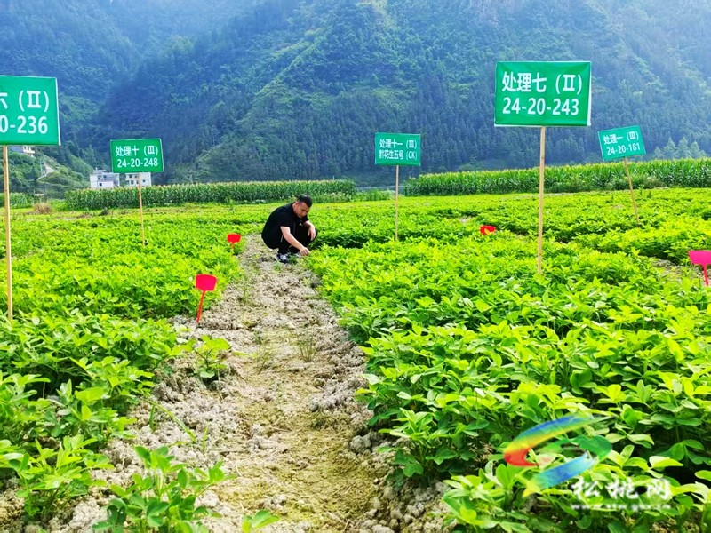 妙隘鄉(xiāng)富民行動(dòng)，鋪就產(chǎn)業(yè)振興之路